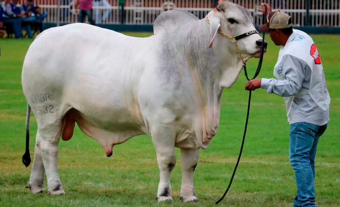 Touro brahman na pista de julgamento