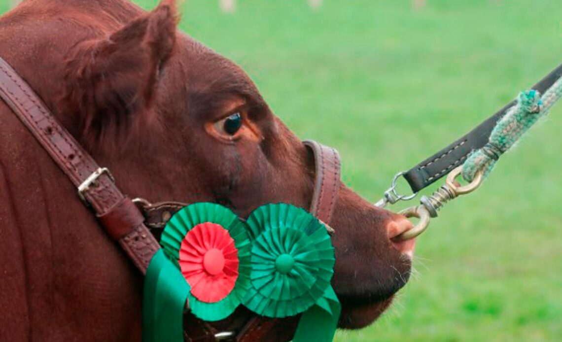 Animal campeão