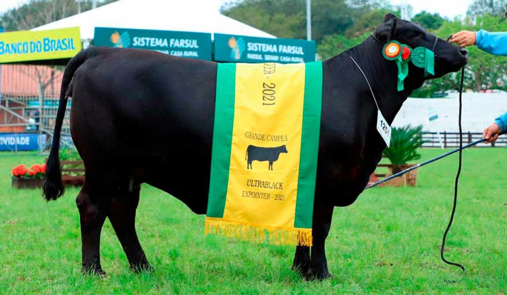 A Grande Campeã da raça Ultrablack, a matriz 4 Linhas 04 Palestra