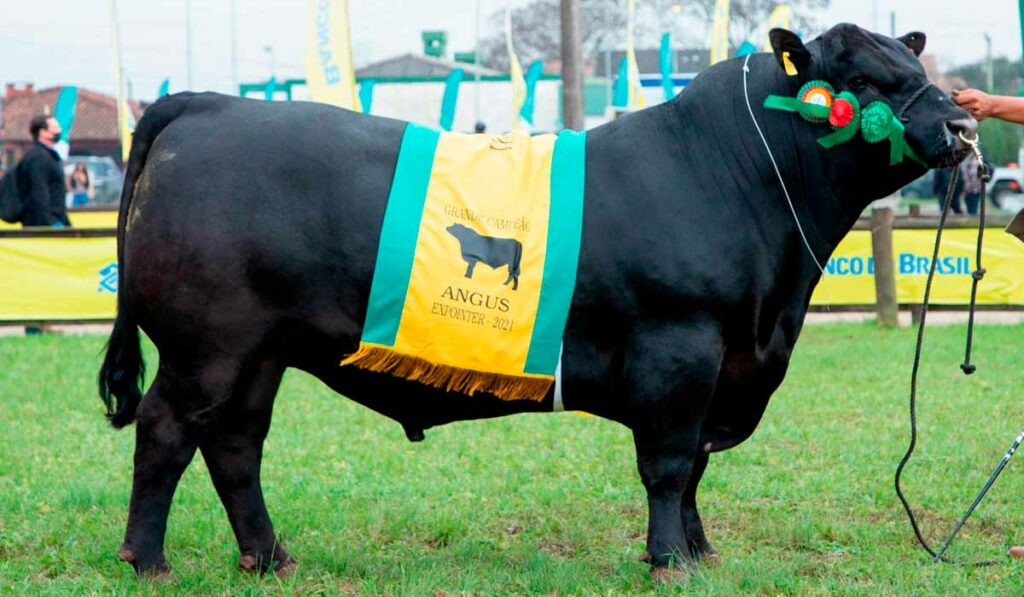 Grande Campeão da raça Angus, o touro Floripana 398 Bismarck