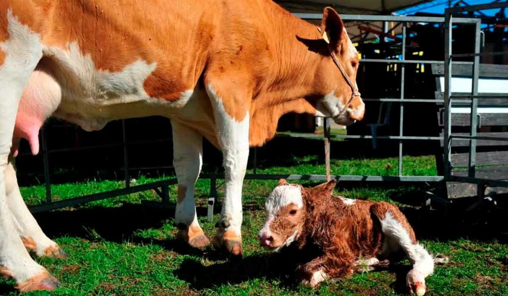 A vaca FST Audrey Over A4 deu à luz o Terneiro Capitão Vet, da raça Simental Fleckvieh, tornando-se o primeiro bezerro nascido na Expointer deste ano – Foto: Alina Souza