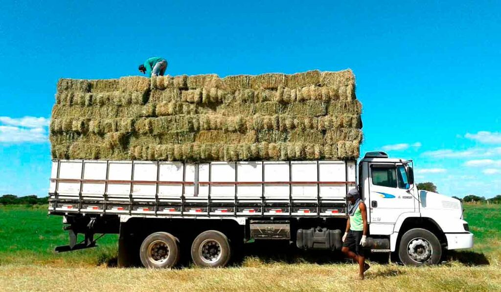 Caminhão carregado de fardos de feno para comercialização