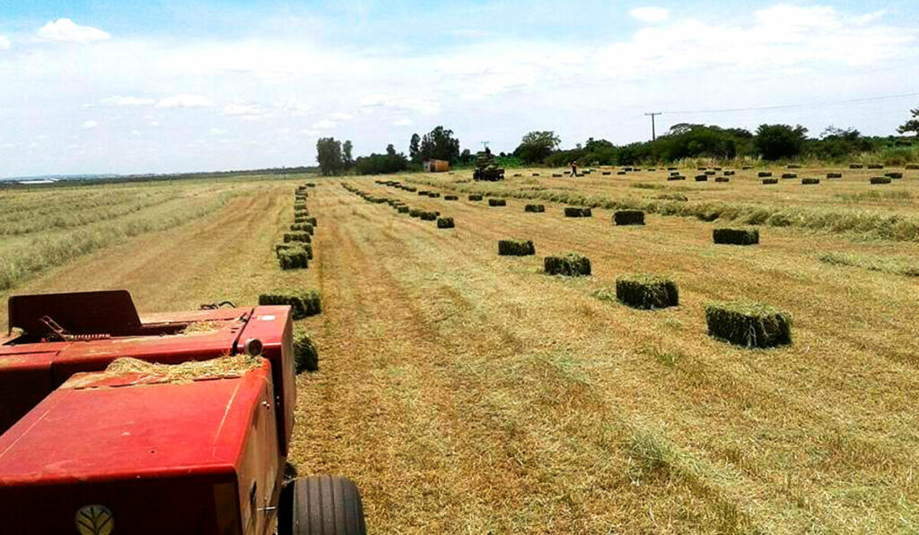 Máquina enfardando a forragem e largando no campo de cultivo para ser coletada pelo caminhão ou carreta