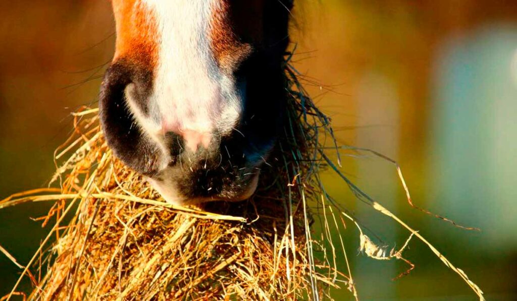 Equino se alimentando de feno