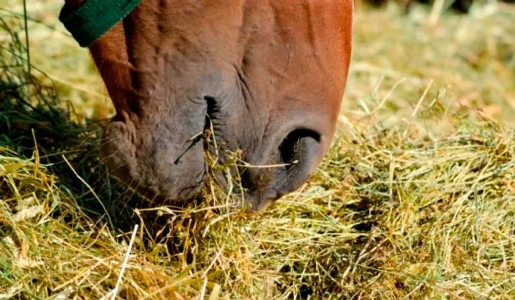 Cavalo comendo feno