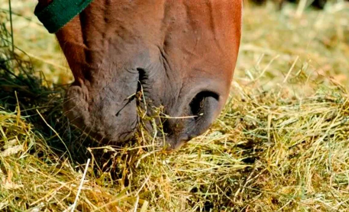 Cavalo comendo feno