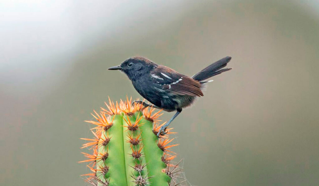 Formigueiro-do-litoral (Formicivora littoralis), comum em áreas de restinga do Rio de Janeiro Ciro Albano, comum em áreas de restinga do Rio de Janeiro - Foto: Ciro Albano