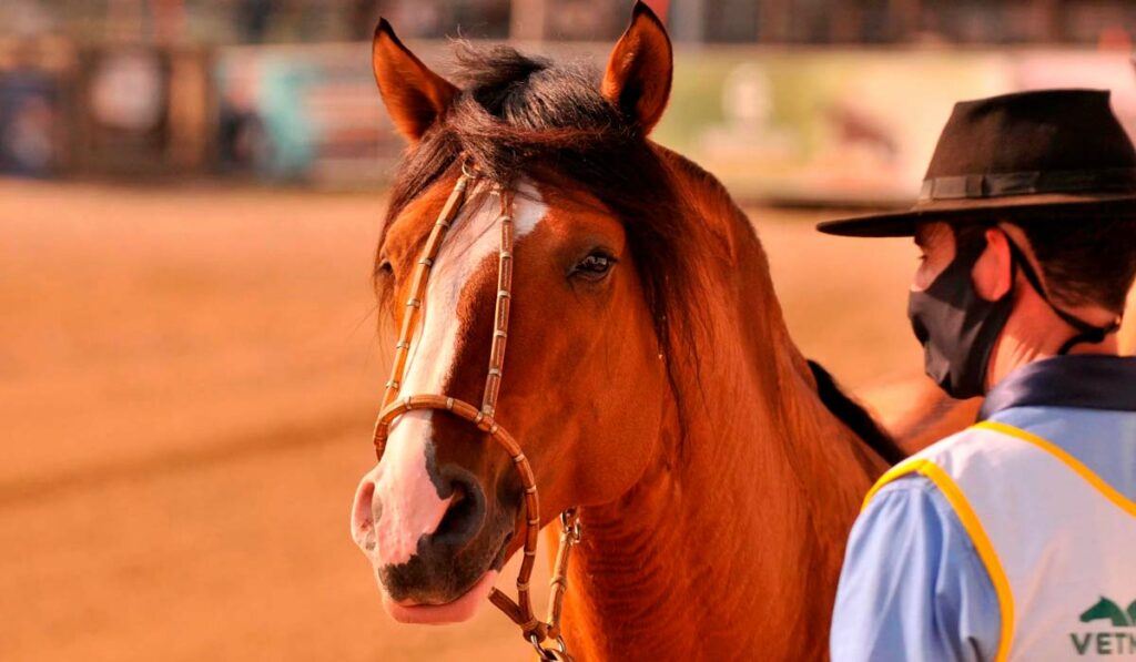 Ginete e seu cavalo crioulo