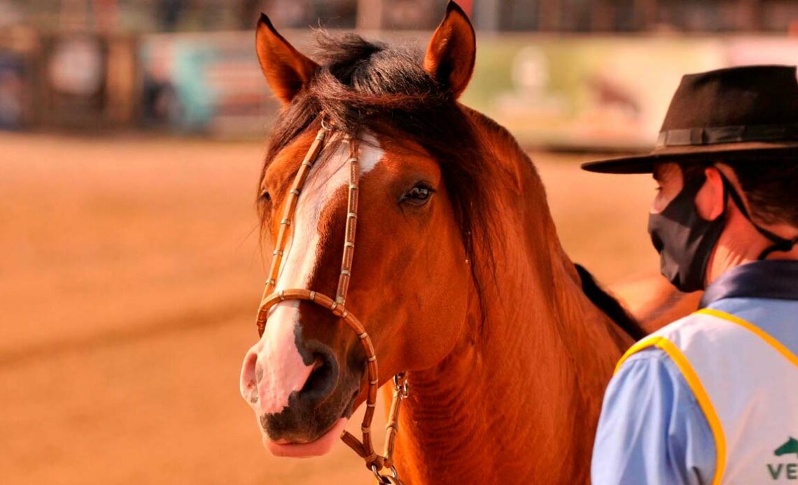 Ginete e seu cavalo crioulo