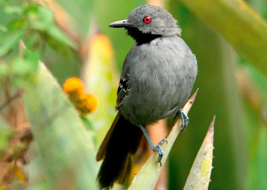 Gravatazeiro (Rhopornis ardesiacus), que ocorre na transição entre a Mata Atlântica e a caatinga - Foto: Ciro Albano