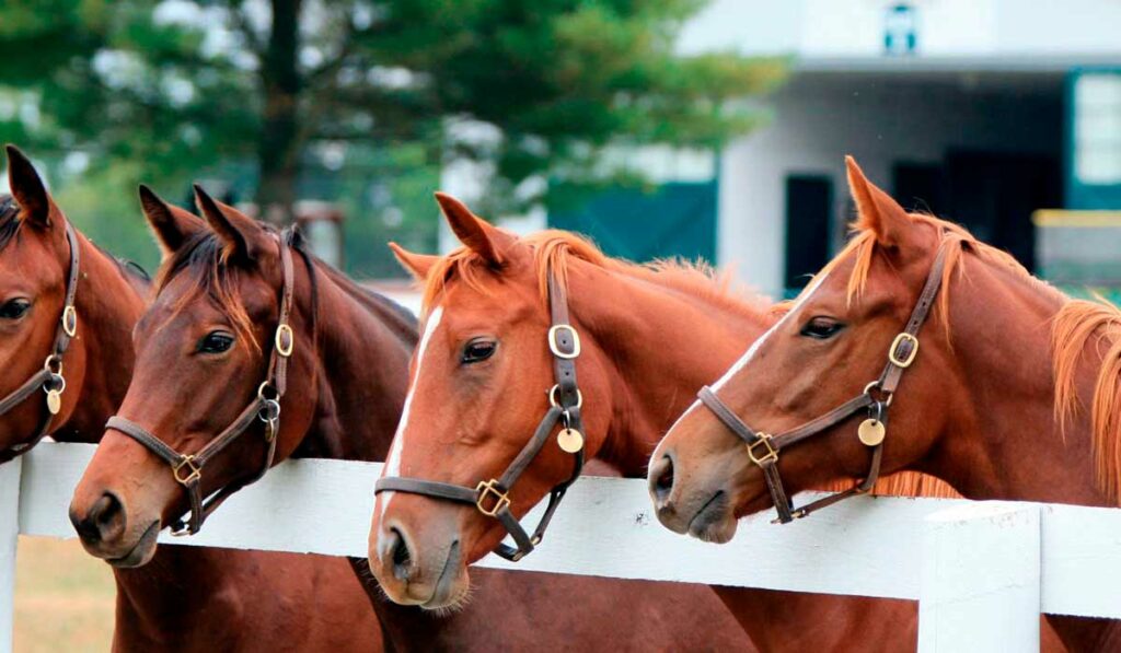 Cavalos juntos à cerca do piquete