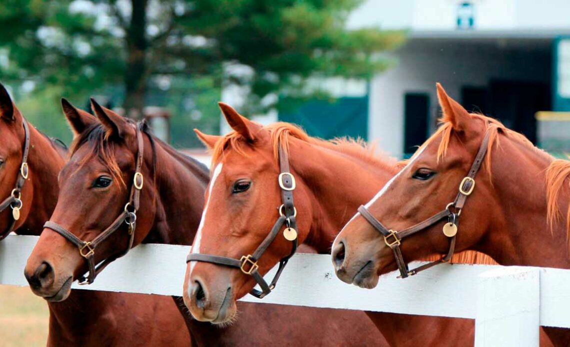 Cavalos juntos à cerca do piquete