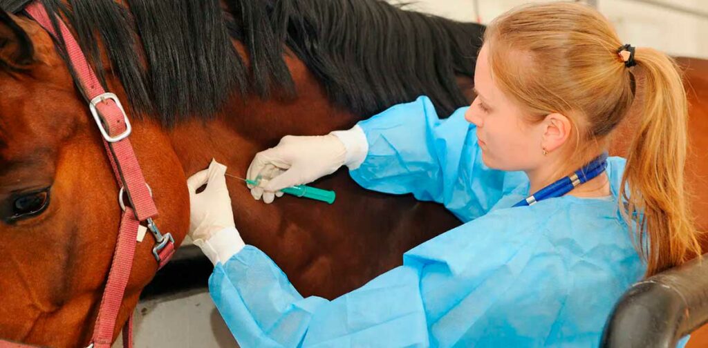 Médica veterinária medicando um equino