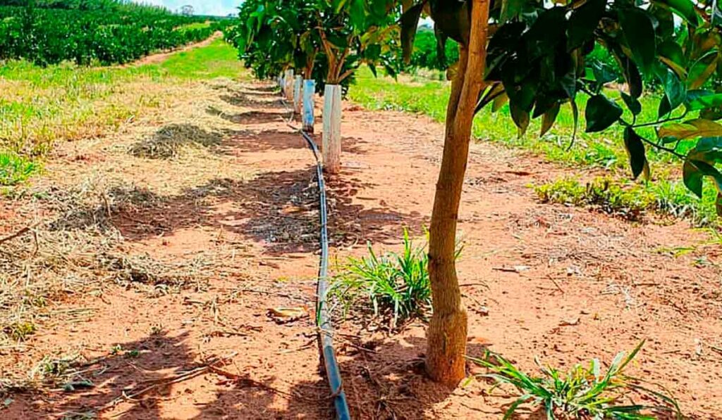 Sistema de irrigação por gotejamento em pomar de citrus