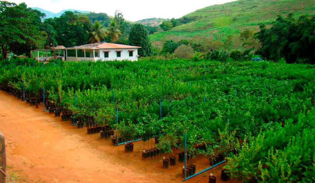 Viveiro de mudas em Dona Euzébia/MG