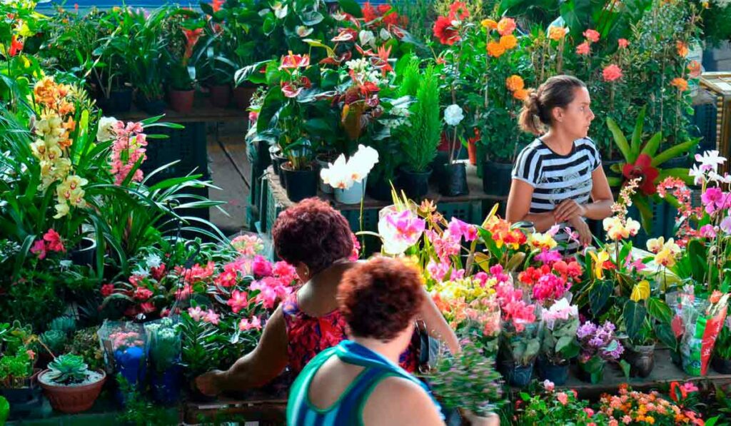 Comercialização de mudas