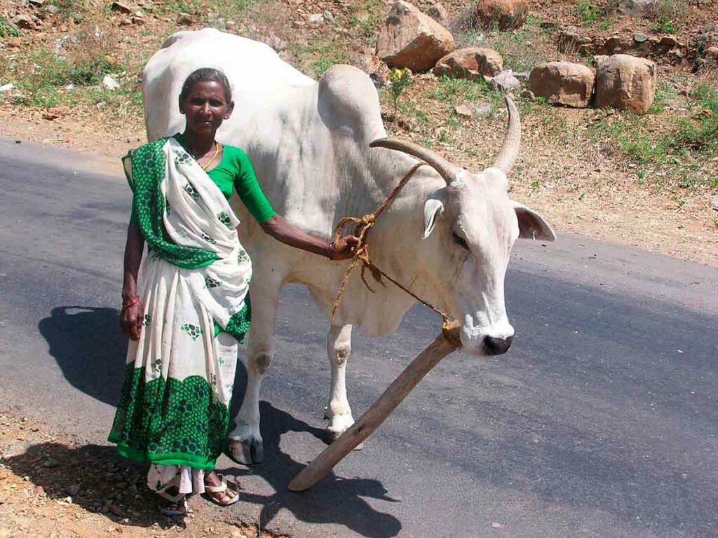 O nelore na Índia. Mulher indiana guiando um animal