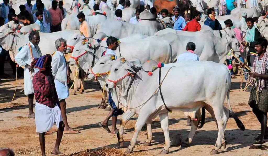 Exemplares nelores (ongole) em festival na Índia