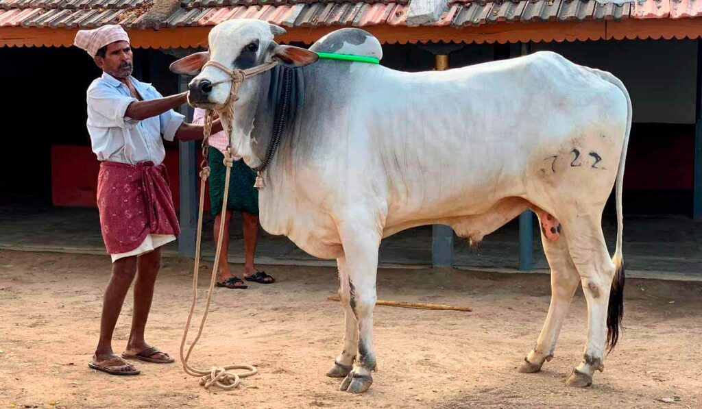 Nelore (ongole) sendo mostrado pelo criador indiano