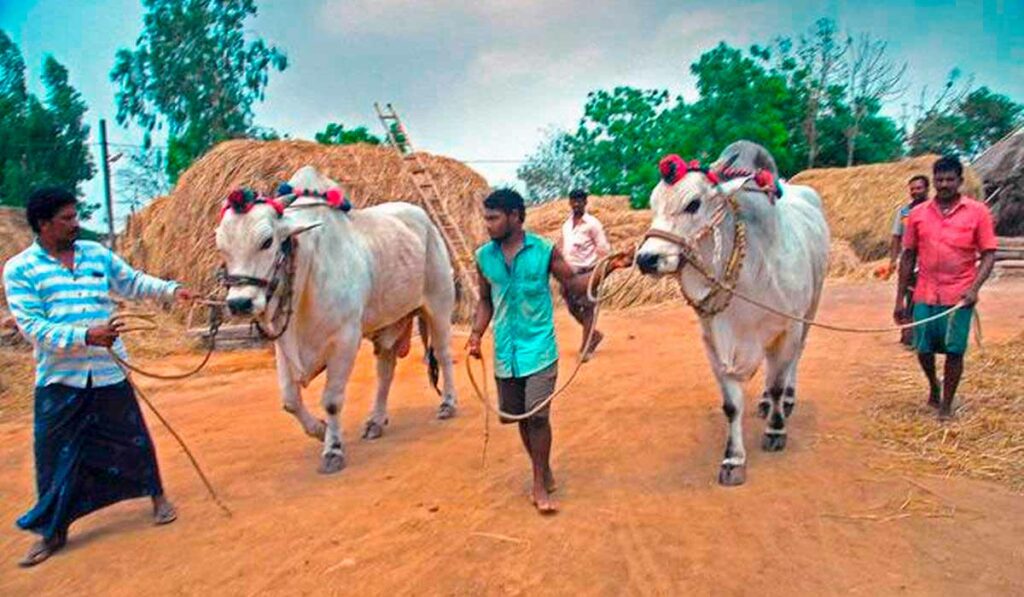 Nelores (ongole) sendo guiados na Índia