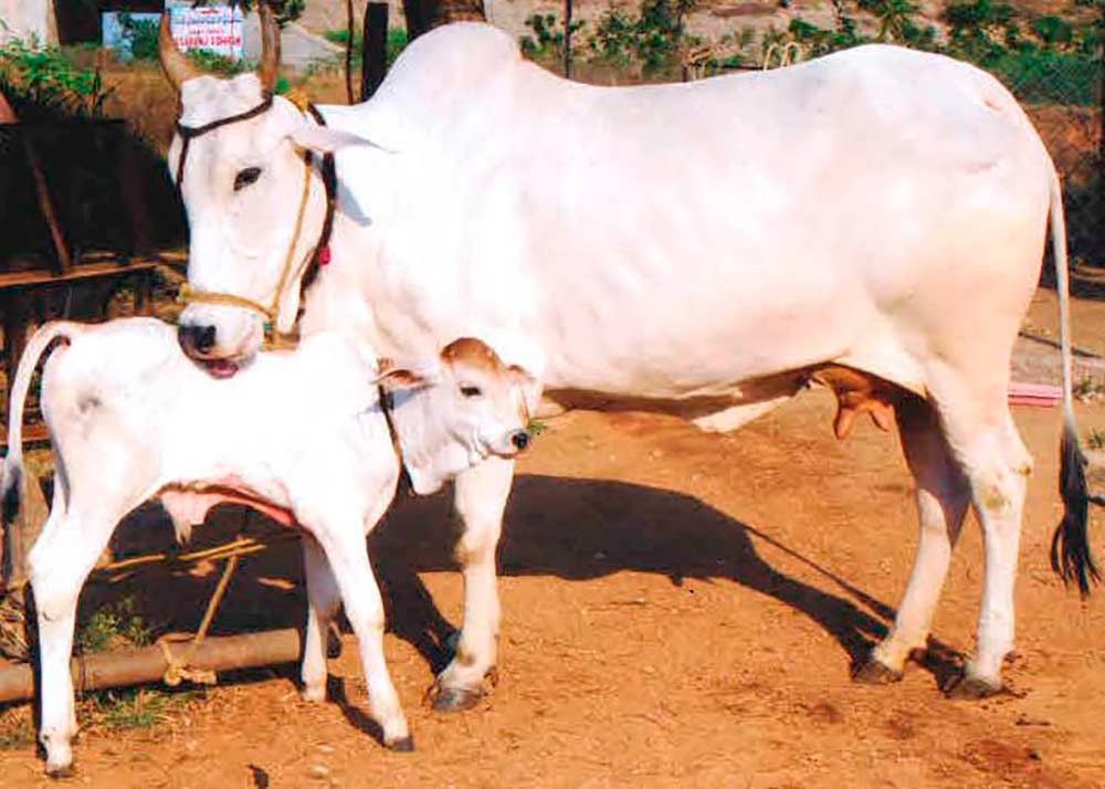 Vaca nelore (ongole) com seu bezerro na Índia