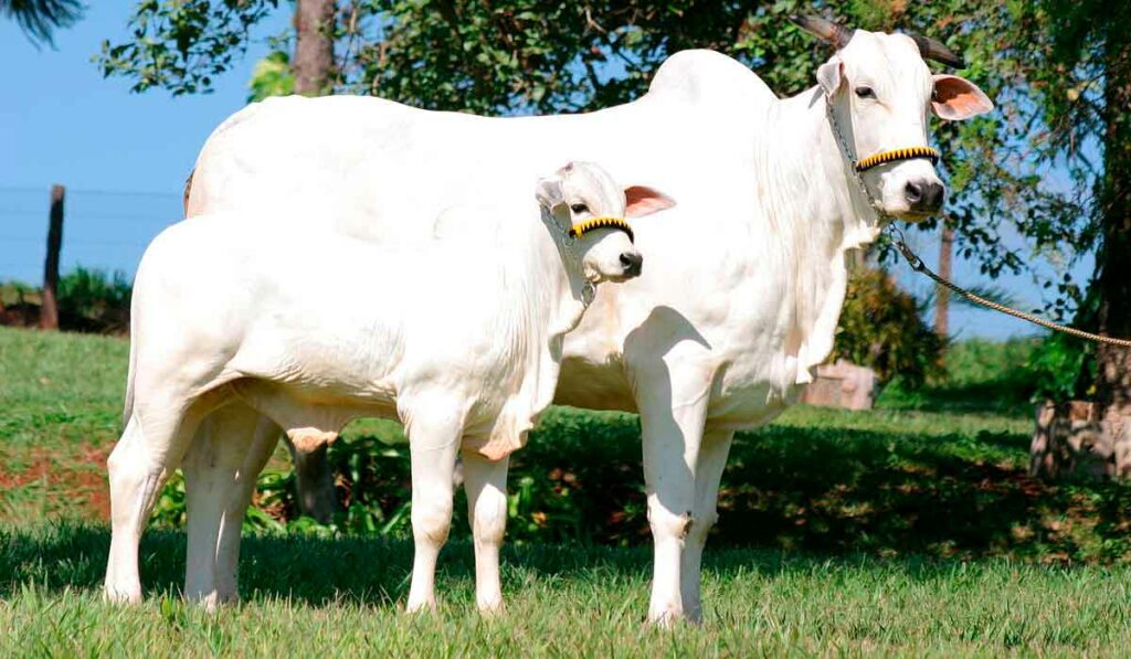 Vaca nelore e sua cria