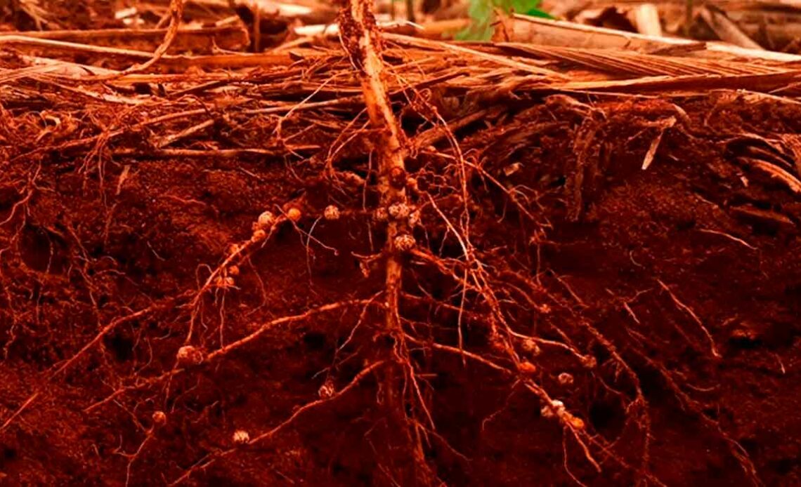 Perfil de solo com detalhe das raízes com galhas