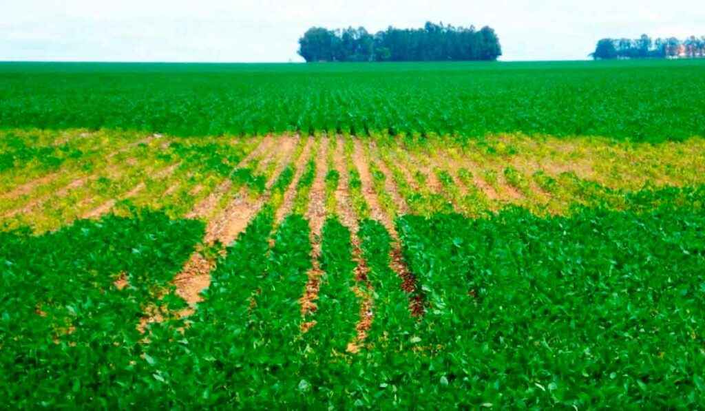 Lavoura afetada pela ação de nematoides