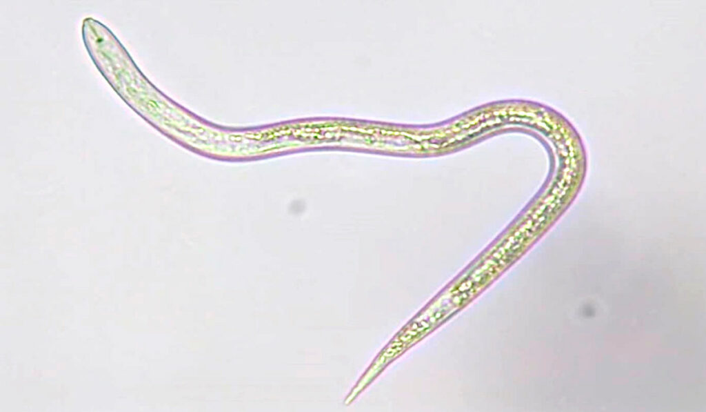 Espécie de nematoide das galhas (Meloidogyne incognita)