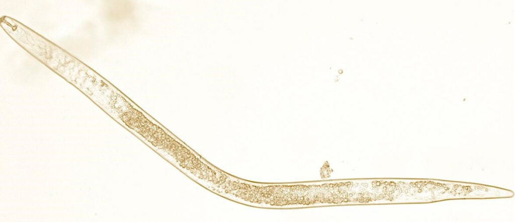 Espécie de nematoide das lesões radiculares (Pratylenchus brachyurus)