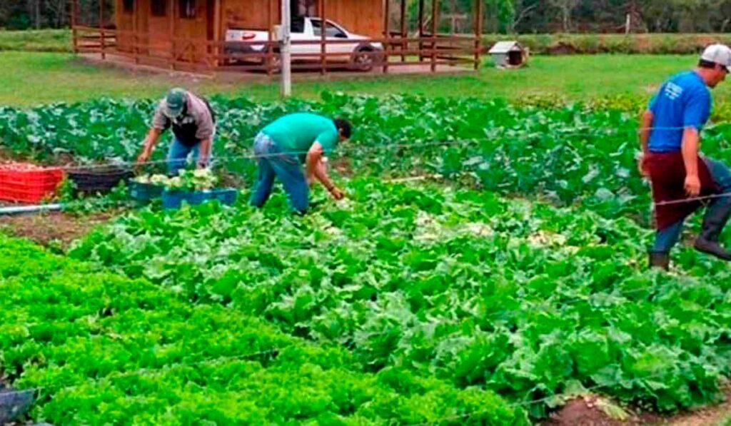 Produtores orgânicos na lavoura