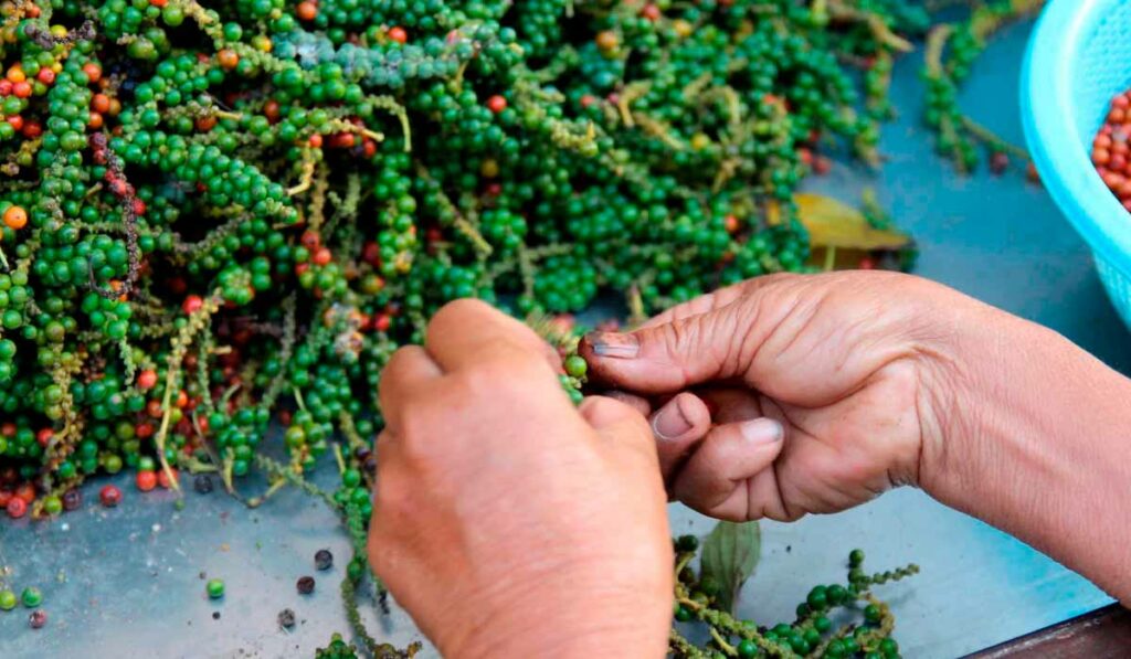 Beneficiamento da pimenta do reino