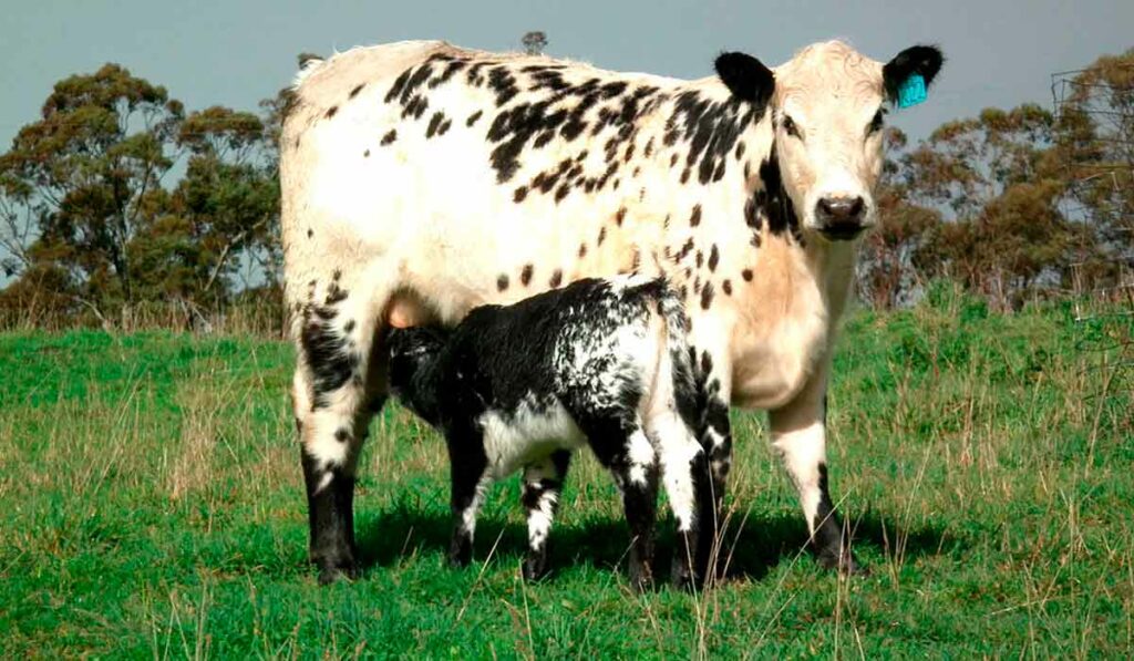 Vaca Speckle Park com bezerro ao pé