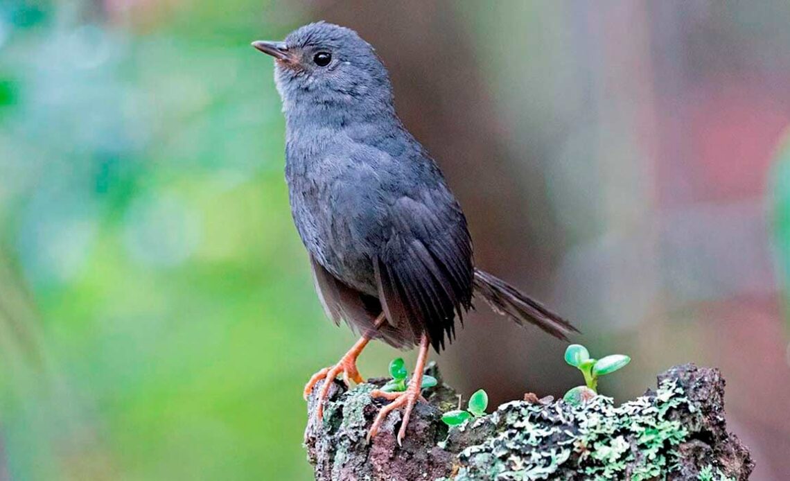 Tapaculo-da-chapada-diamantina (Scytalopus diamantinensis), natural dos campos rupestres da Bahia - Foto: Ciro Albano