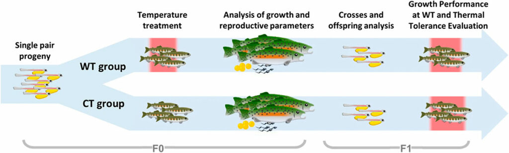 Ilustração do experimento do Instituo de Pesca