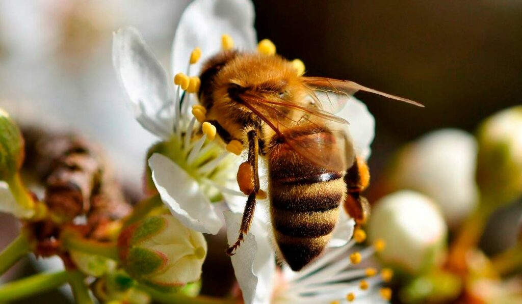 Abelha na flor coletando pólen