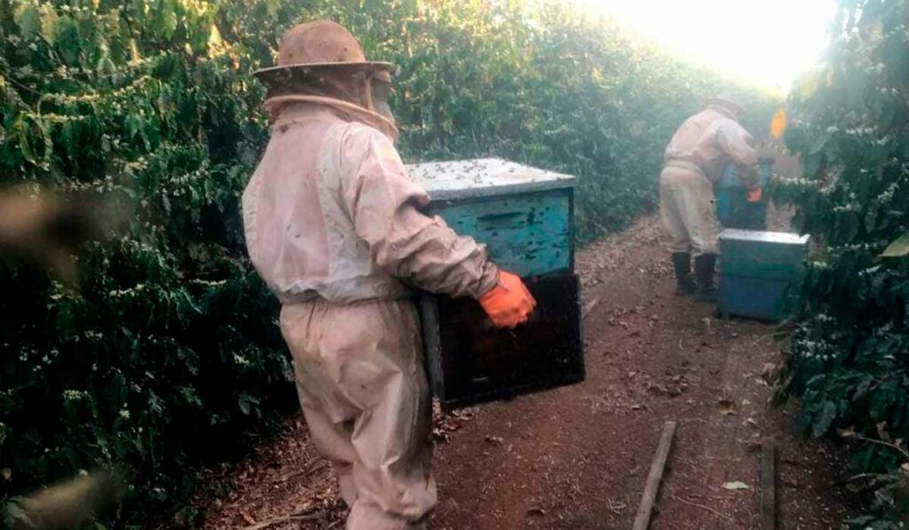 Apicultores montando apiário migratório no cafezal