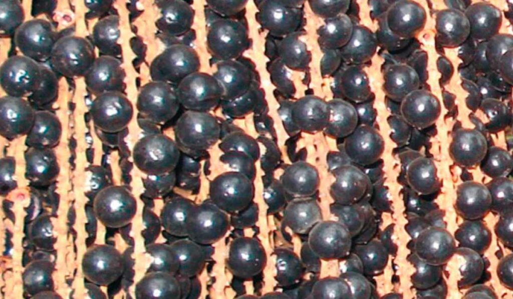 Detalhe do cacho com os frutos de açaí