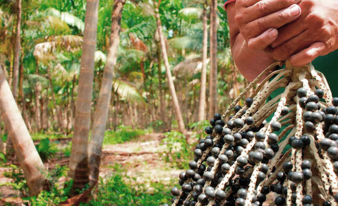 Produtor segurando um cacho de açaí