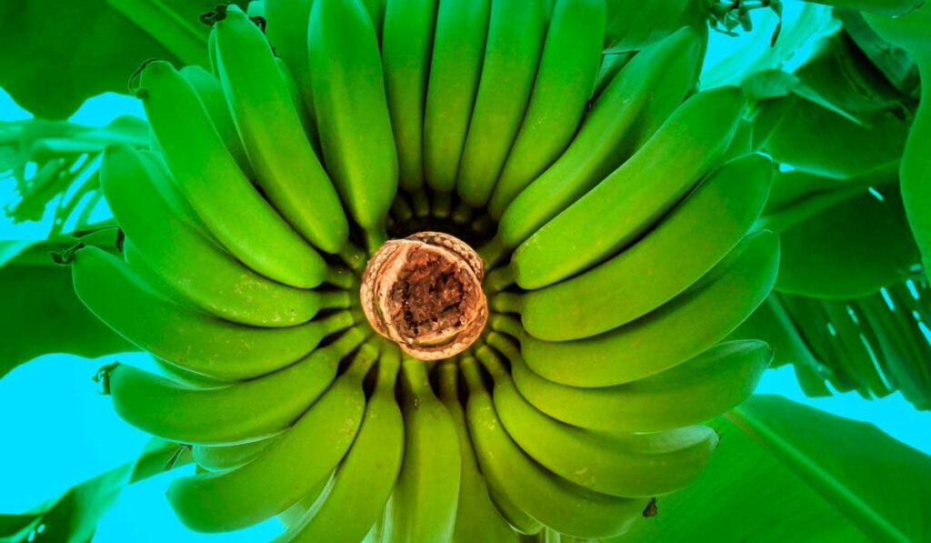 Cacho de banana no pé visto de baixo para cima