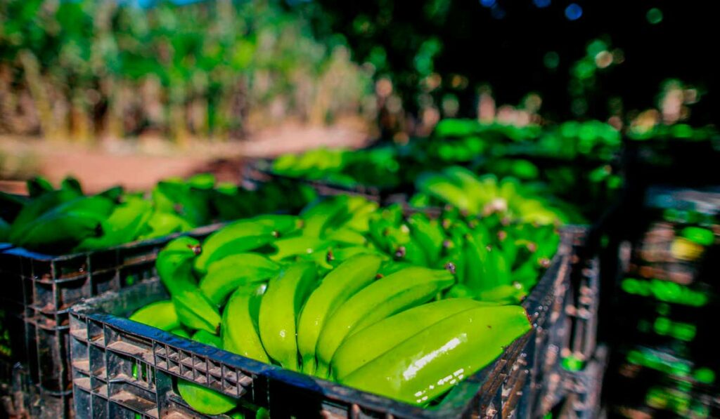 Banana do Vale do Ribeira/SP