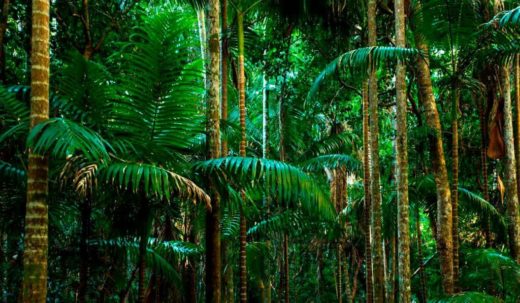 Floresta tropical bem preservada