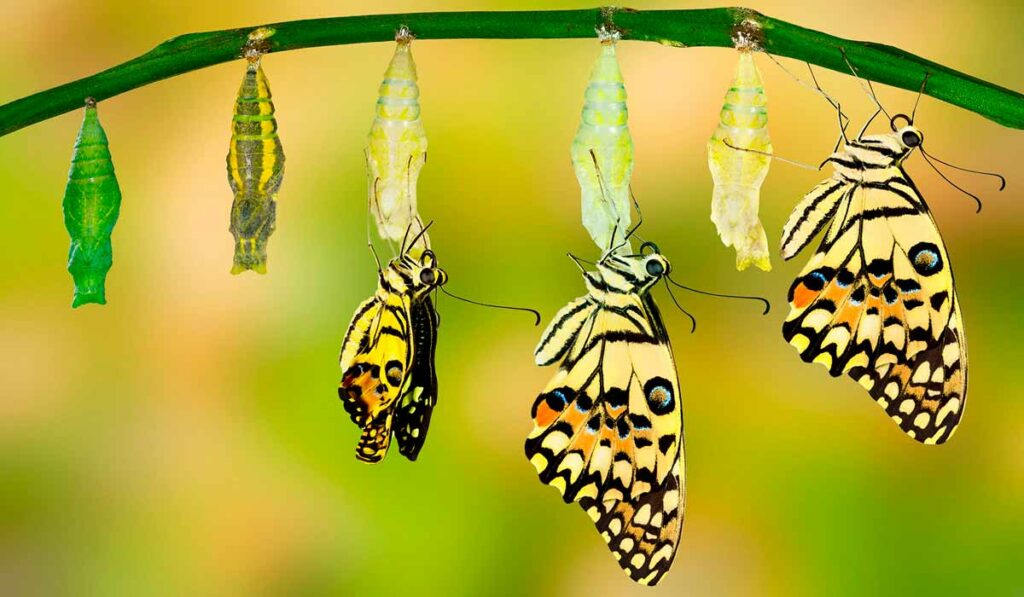 Metamorfose da borboleta