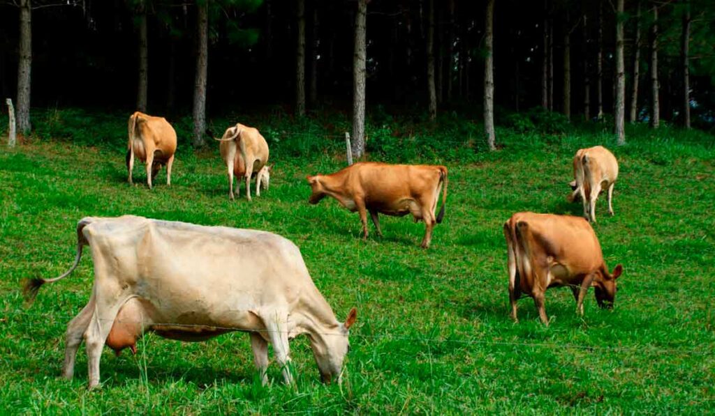 Vacas jersey pastando em sistema ILPF