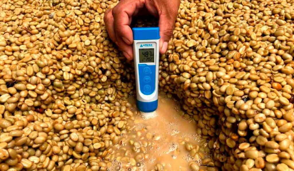 Medindo o grau brix dos grãos de café