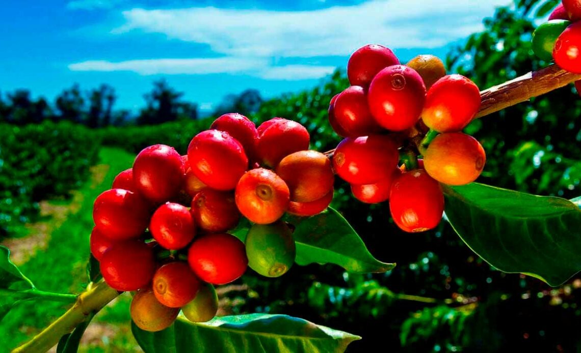 Frutos maduros de café no pé