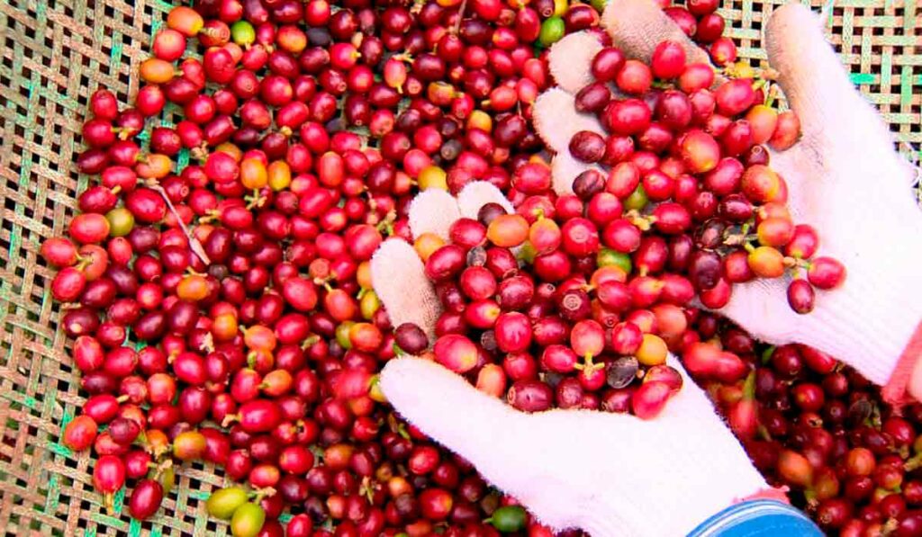 Agricultor com grãos de café nas mãos