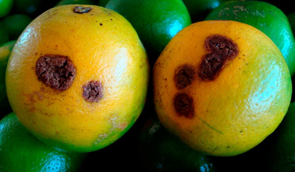 Frutos atacados pelo cancro cítrico