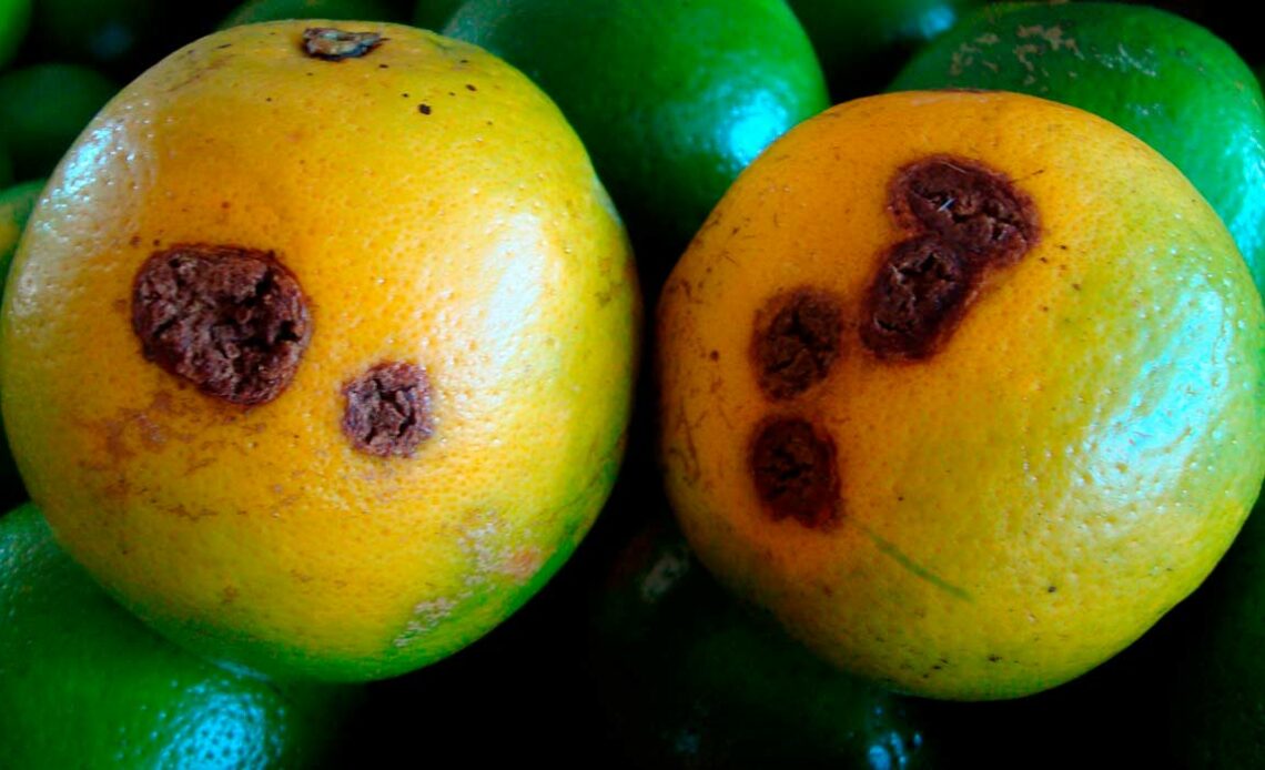 Frutos atacados pelo cancro cítrico