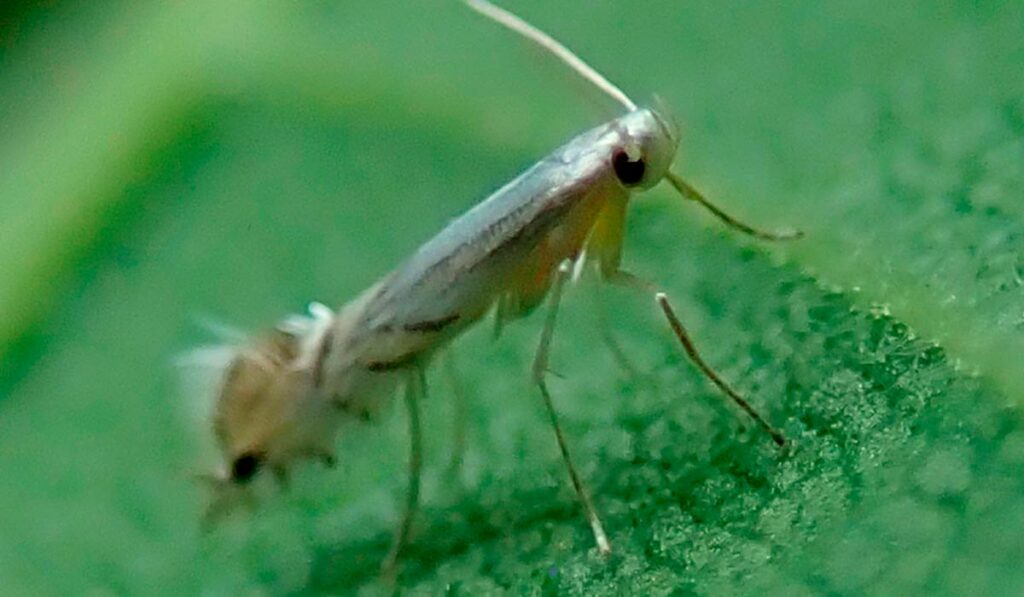 O inseto disseminador - mariposa da larva minadora (Phyllocnistis citrella)